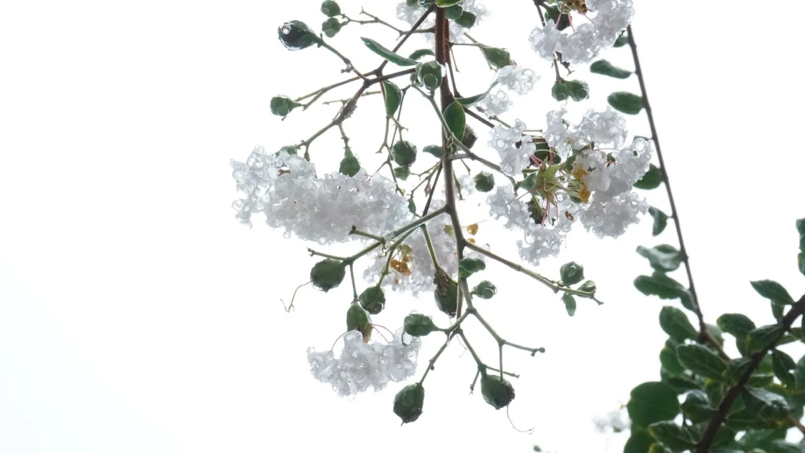 White Rain